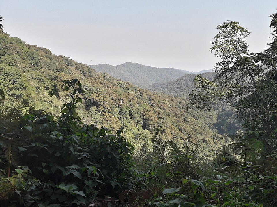 O estudo foi conduzido pelos cientistas Nikolaos Smit e Martha Robbins, que analisaram décadas de observações sobre a população desses primatas no Parque Nacional Impenetrável de Bwindi, em Uganda, no centro-leste da África.
