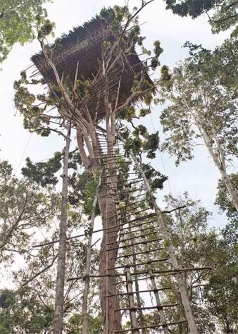 Tribo dos Korowai, povo recluso na floresta tropical da Papua, Indonésia - Carsten ten Brink/Creative Commons