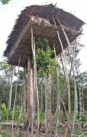 Tribo dos Korowai, povo recluso na floresta tropical da Papua, Indonésia - Carsten ten Brink/Creative Commons