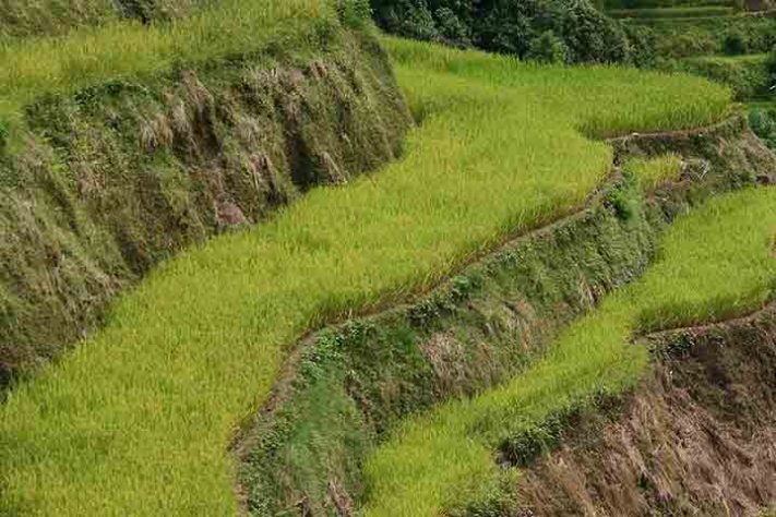 Terraços de arroz de Banaue,Província de Ifugao, Filipinas -Agricmarketing /Wikimédia Commons