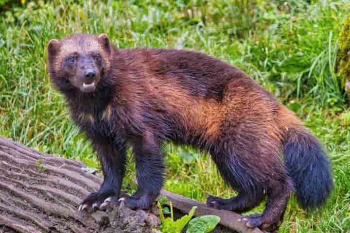 Originalmente, o personagem  foi inspirado no carcaju (também chamado de wolverine, glutão ou urso-gambá), um animal encontrado em regiões frias da América do Norte e da Eurásia. 