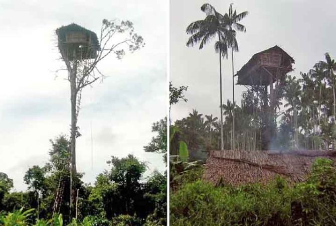 Tribo reclusa constrói casas no topo das árvores a 35 metros de altura