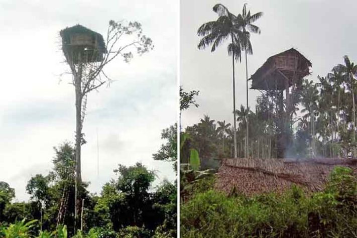 Tribo dos Korowai, povo recluso na floresta tropical da Papua, Indonésia - Carsten ten Brink/Creative Commons