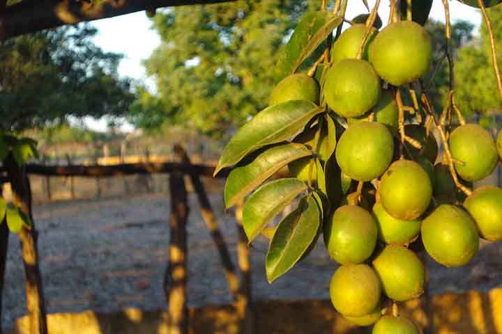 O fruto apresenta compostos como citral, ?-linalol, nerol e p-cimeno, que são os principais responsáveis pelo aroma exótico, que mistura notas cítricas, florais e doces.
