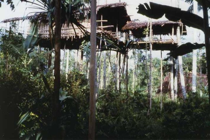 Tribo dos Korowai, povo recluso na floresta tropical da Papua, Indonésia - Reprodução do Flickr yaniruma