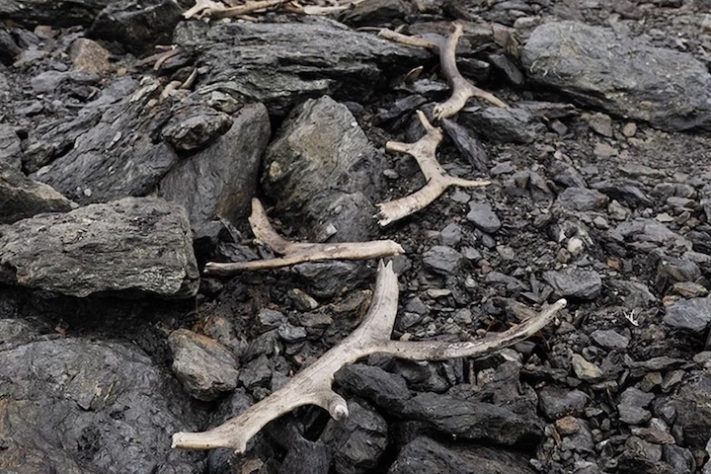 Arqueólogos descobrem sistema de caça de renas de 1.500 anos - Divulgação/Museu da Universidade de Beirute/Thomas Bruen Olsen