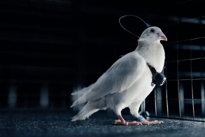 Empresa russa cria ‘pombos-drone’ controlados à distância por chip cerebral para missões de espionagem