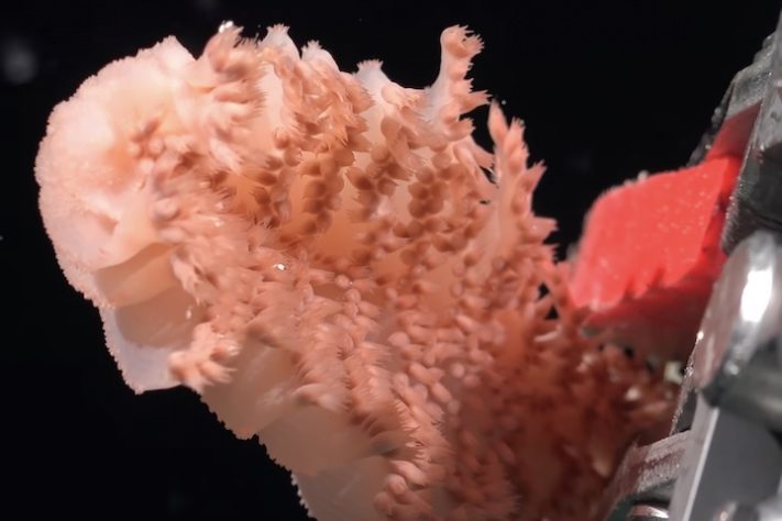 Expedição do Censo dos Oceanos descobre novas espécies marinhas - Divulgação/Ocean Census