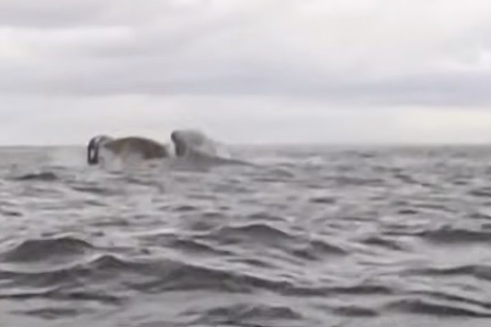 Homem é engolido por baleia-jubarte no Mar do Chile - Montagem/Reprodução