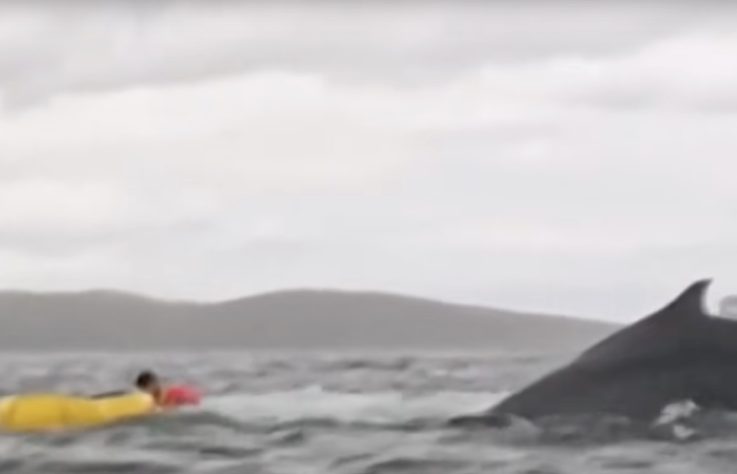 Homem é engolido por baleia-jubarte no Mar do Chile - Montagem/Reprodução