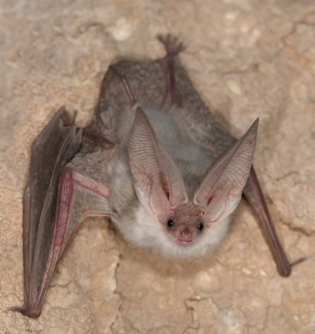 Morcego-orelhudo-turcomano — Divulgação/Museu de História Natural de Berlim