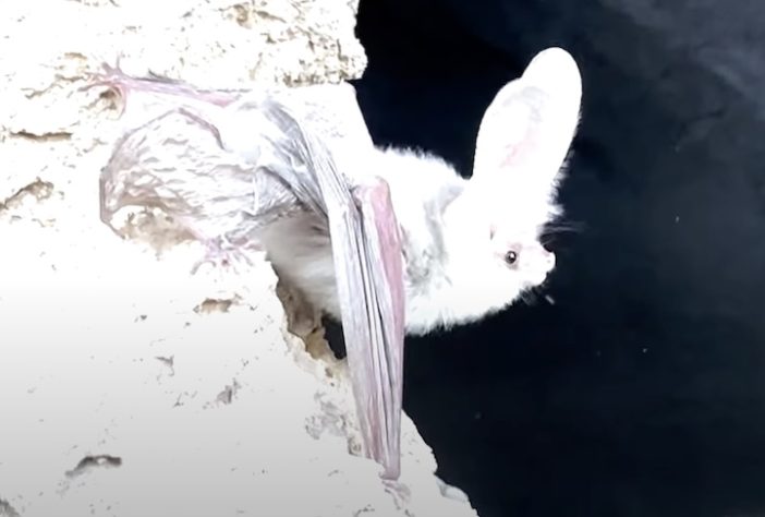 Morcego-orelhudo-turcomano — Reprodução/YouTube