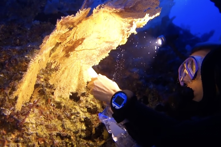 Ferramentas como escaneamento a laser subaquático permitem observar organismos frágeis diretamente em seu ambiente, evitando a necessidade de removê-los da água.