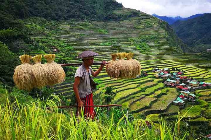Um homem Ifugao colhendo arroz nos Terraços de Arroz de Batad. - Terraços de arroz de Banaue,Província de Ifugao, Filipinas - Mt. Amuyao/Wikimédia Commons