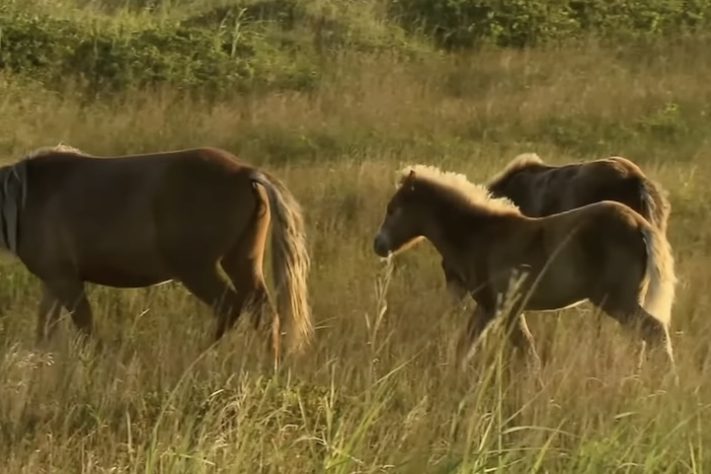 Cavalos selvagens na Ilha Sable, Nova Escócia, Canadá - Reprodução/YouTube