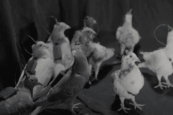 Empresa russa desenvolve pombos com chips no cérebro para missões de espionagem - Divulgação/Neiry
