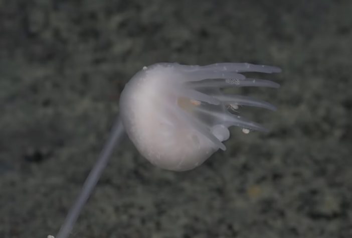 Expedição do Censo dos Oceanos descobre novas espécies marinhas - Divulgação/Ocean Census