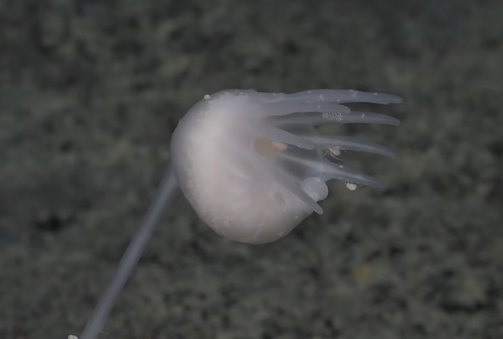 Estimativas apontam que o oceano abriga cerca de 2,2 milhões de espécies, mas, conforme dados do censo, os cientistas descreveram até hoje apenas 240 mil delas.