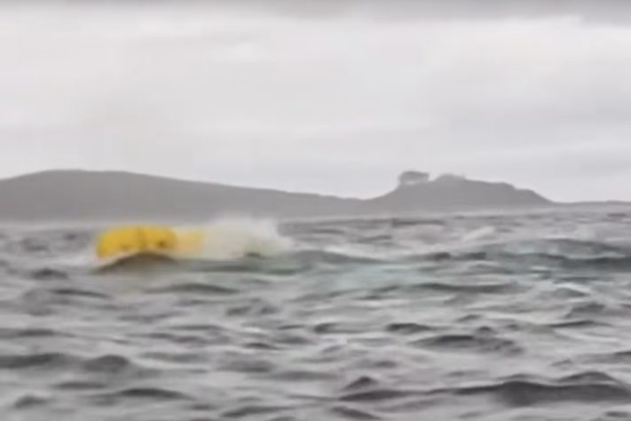 Homem é engolido por baleia-jubarte no Mar do Chile - Montagem/Reprodução