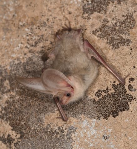 Morcego-orelhudo-turcomano — Divulgação/Museu de História Natural de Berlim