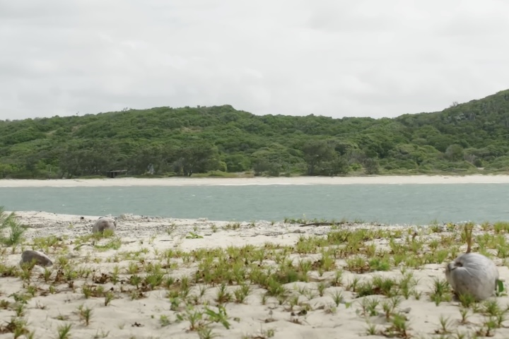 Restoration Island é uma pequena e isolada ilha localizada no extremo norte de Queensland, na Austrália, próxima à Península do Cabo York e rodeada pelo Mar de Coral.