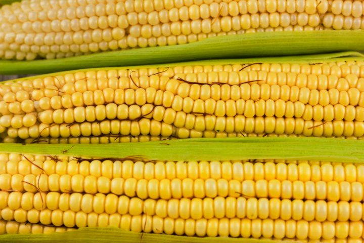 Uma hipótese é que o milho era armazenado em cestos dentro dos buracos durante feiras comerciais ou pagamentos de tributos.
