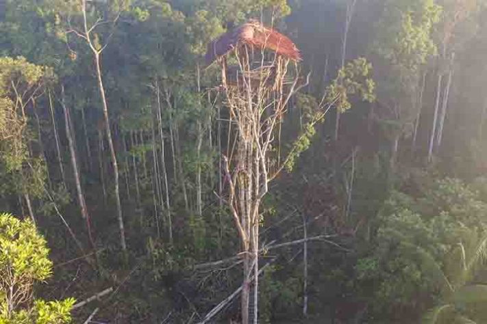 Tribo dos Korowai, povo recluso na floresta tropical da Papua, Indonésia - Reprodução do Youtube