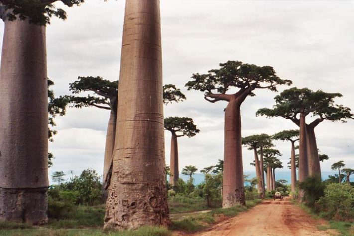 Avenida dos Baobás, Madagáscar - Pedra preciosa de 300 kg foi encontrada no palácio presidencial de Madagascar - Pat Hooper/Wikimédia Commons