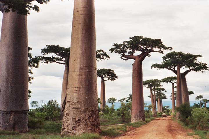 Esse isolamento deu origem a um dos ecossistemas mais extraordinários do planeta: cerca de 90% das espécies encontradas em Madagascar não existem em nenhum outro lugar. 