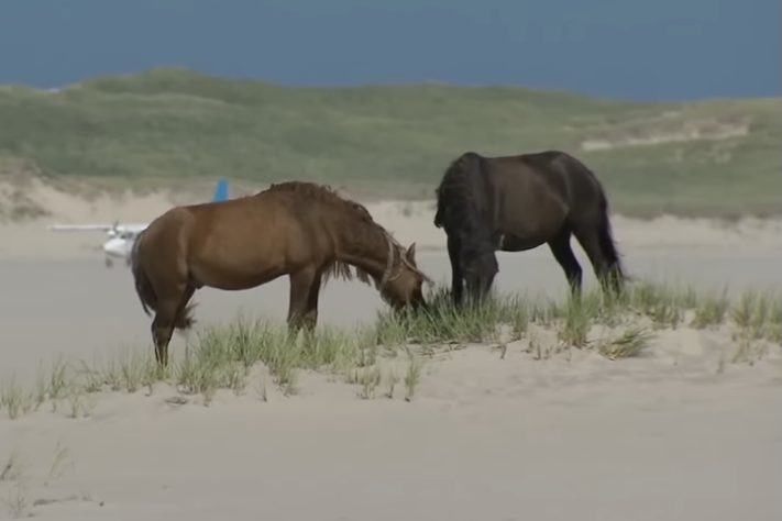 Cavalos selvagens na Ilha Sable, Nova Escócia, Canadá - Reprodução/YouTube
