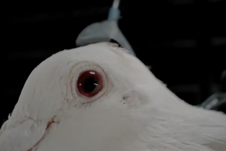 Além do uso em monitoramento ambiental e busca, as aves carregam câmeras de vigilância com 