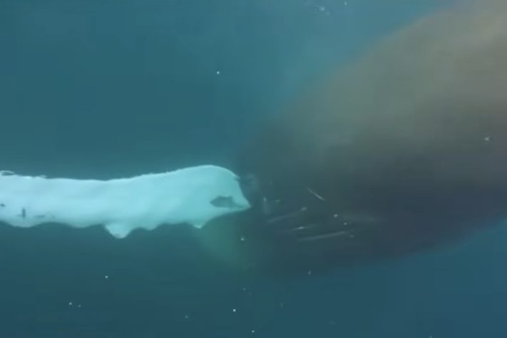 Guia turístico brasileiro levou um susto e quase foi engolido por baleia-jubarte na Noruega - Reprodução/RecordTV