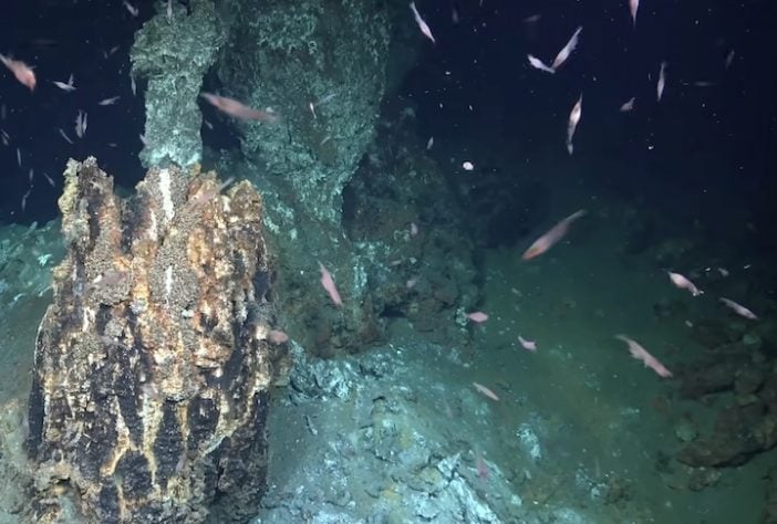 Projeto Censo dos Oceanos - Divulgação/Ocean Census