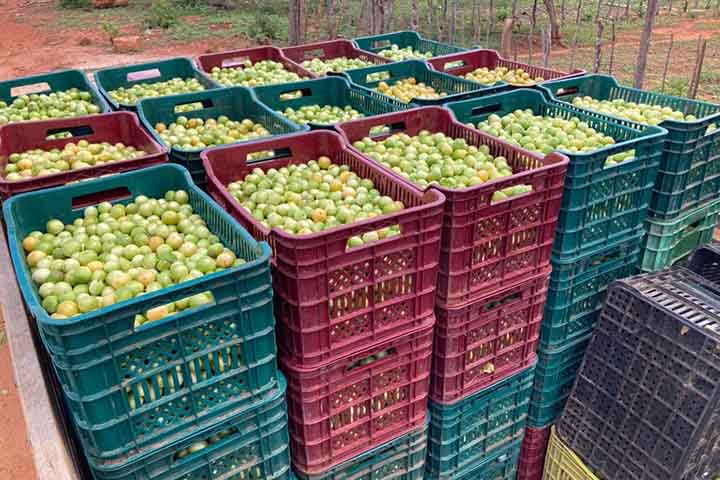 Fruto pequeno e arredondado, com casca fina, que pode ser lisa ou levemente aveludada. A polpa, por sua vez, é amarela-esverdeada e suculenta, enquanto o sabor é uma combinação de doce e ácido, que o torna versátil para diversas receitas.