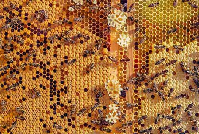 Versátil e sustentável: cera de abelha ganha espaço da arte à indústria de cosméticos