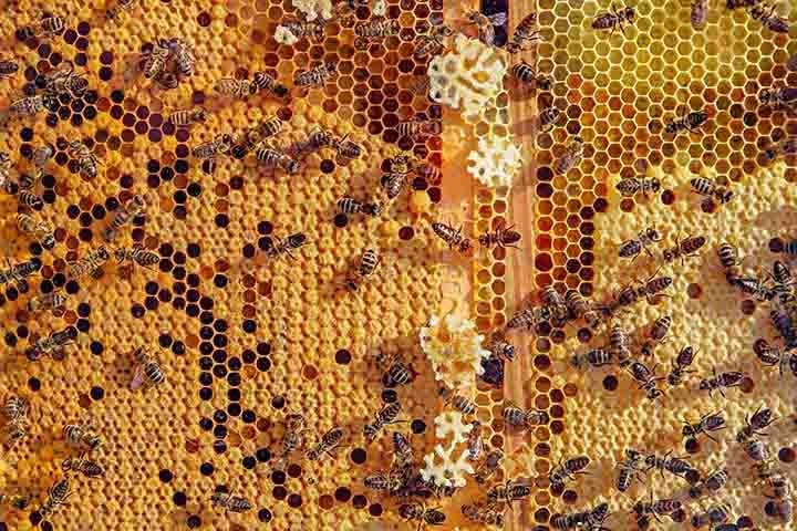 Versátil e sustentável: cera de abelha ganha espaço da arte à indústria de cosméticos