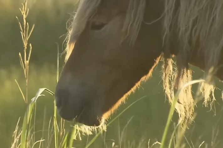 Cavalos selvagens na Ilha Sable, Nova Escócia, Canadá - Reprodução/YouTube