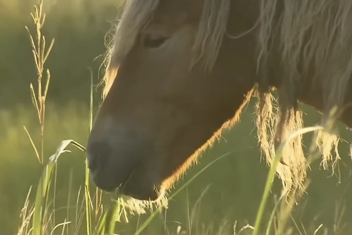 Sua dieta é baseada principalmente em grama-da-praia, algumas algas trazidas pelas ondas e, ocasionalmente, água do mar para repor sais minerais.