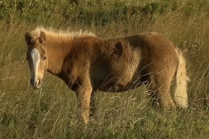 Os cavalos selvagens passaram então a ser reconhecidos como símbolo da Nova Escócia. 