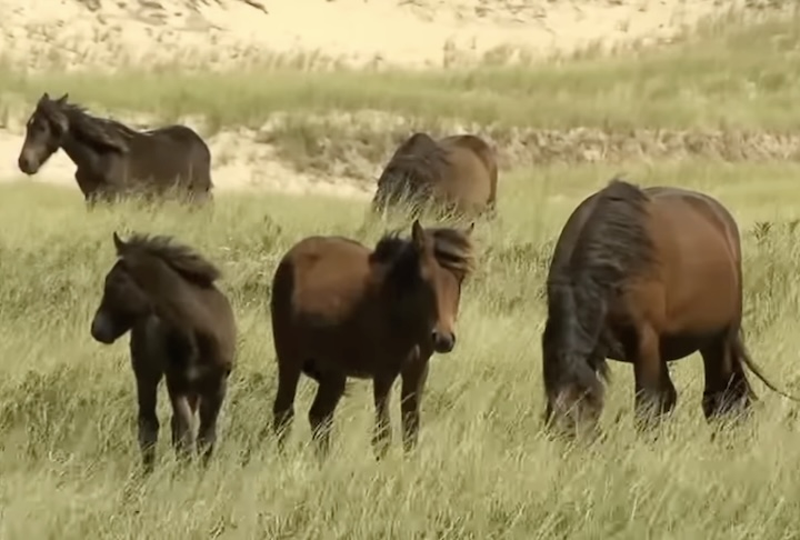 Entre as décadas de 1980 e 2000, estudos não invasivos e análises genéticas mostraram que os cavalos da Ilha Sable formam uma população distinta de outras raças canadenses devido ao isolamento prolongado.
