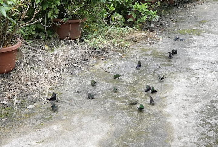 O local também chama atenção pela abundância de borboletas coloridas e pelas nogueiras que ceram a ilha. 