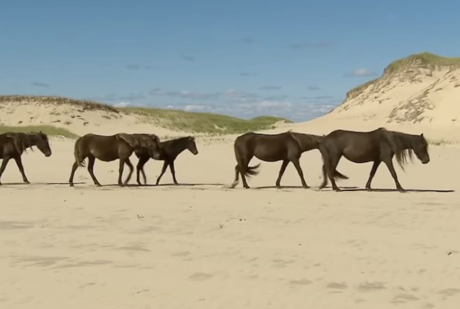 Ilha remota no meio do Atlântico Norte tem população de cavalos selvagens com habilidades ‘únicas’