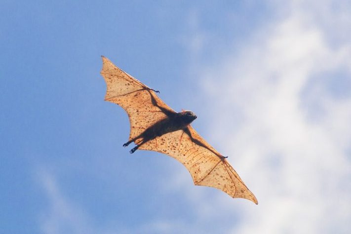 Morcego-dourado-filipino | Wikimedia Commons/Luke Marcos Imbong