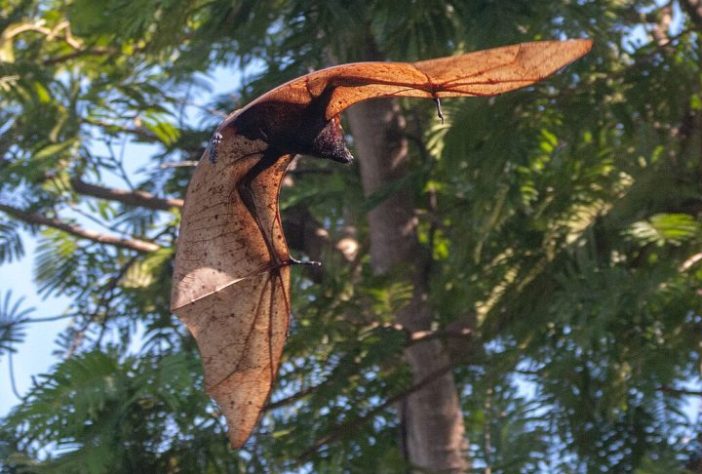 Morcego-dourado-filipino | Wikimedia Commons/Luke Marcos Imbong