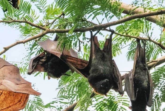 Morcego-dourado-filipino | iNaturalist – Cheongweei Gan