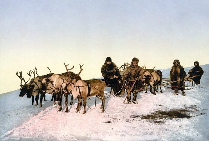 Culturalmente, as renas desempenham papel vital para diversos povos indígenas do Norte — como sami, nenets e inuit — que dependem desses animais para transporte, vestimenta, alimentação e tradições espirituais.