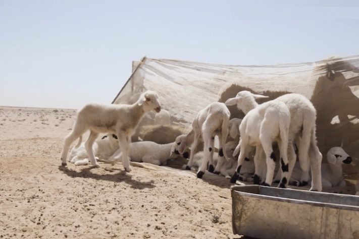 Caçadores de meteoritos no deserto do Saara - Reprodução/VICE News
