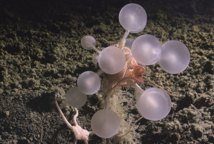 ‘Bola da morte’ e ‘vermes zumbis’: as novas espécies descobertas nas profundezas do oceano