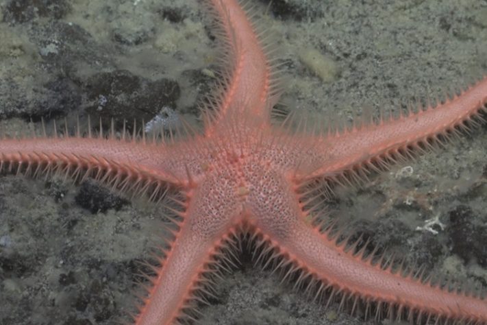Estrela-do-mar está entre as 30 novas espécies descobertas pelo Censo dos Oceanos - The Nippon Foundation-Nekton Ocean Census/Schmidt Ocean Institute © 2025