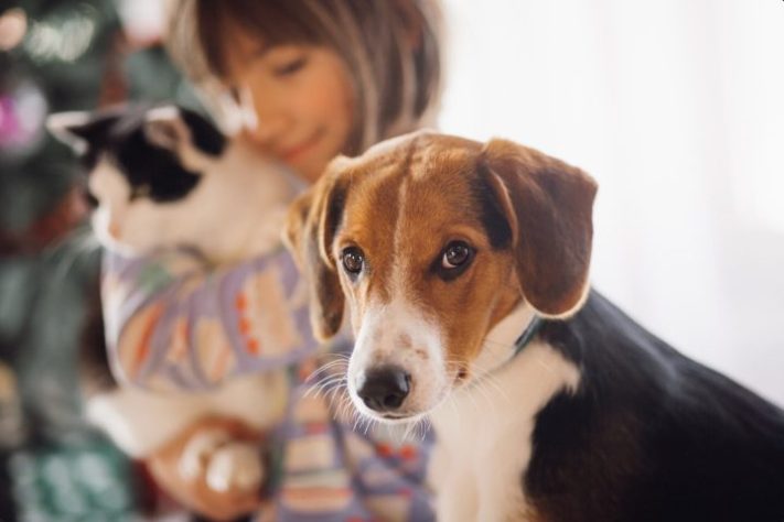 Cachorro, animal de estimação – Freepik/freepic.diller